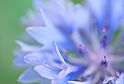 Garden Close-Ups