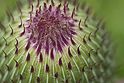 Thistle Bud