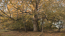 $row_woodvideo['Title'];