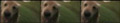 $row_woodvideo['Title'];