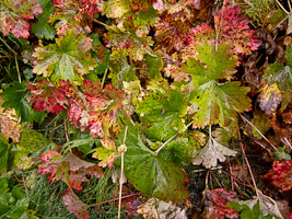 Western Autumn