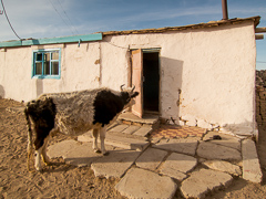 Cows