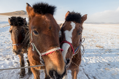 Interlude, by Horse