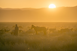 A Mongolian Dream