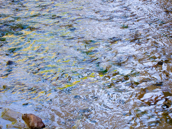 Harris Wash - 2110515-014