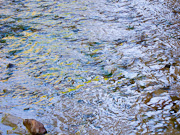 Harris Wash