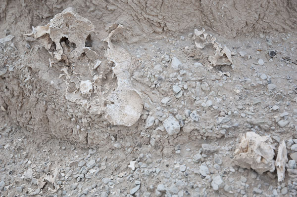 Bison Skull and Vertabrae - 2110719-021