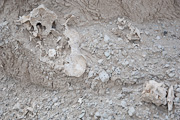 Bison Skull and Vertabrae