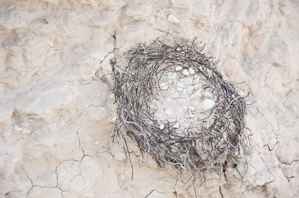 Nest, Unburied - 2110719-023