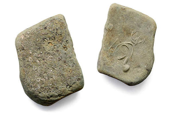 Missing Ear Buds - FossilBook5